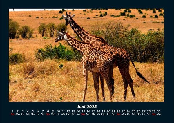 Produktbild: Giraffen 2025 Fotokalender DIN A4
