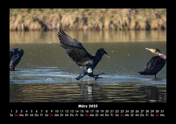 Produktbild: V&ouml;gel 2025 Fotokalender DIN A3