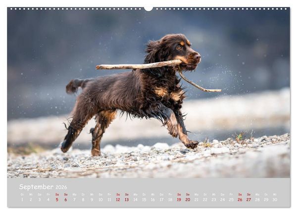 Produktbild: Elvis ein Engl. Cocker Spaniel wird Gro&szlig; (Wandkalender 2026 DIN A2 quer), CALVENDO Monatskalender