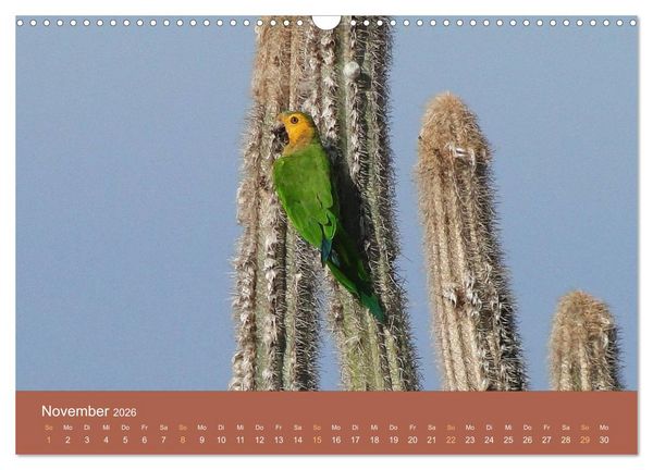 Produktbild: ABC: Aruba - Bonaire - Cura&ccedil;ao (Wandkalender 2026 DIN A3 quer), CALVENDO Monatskalender