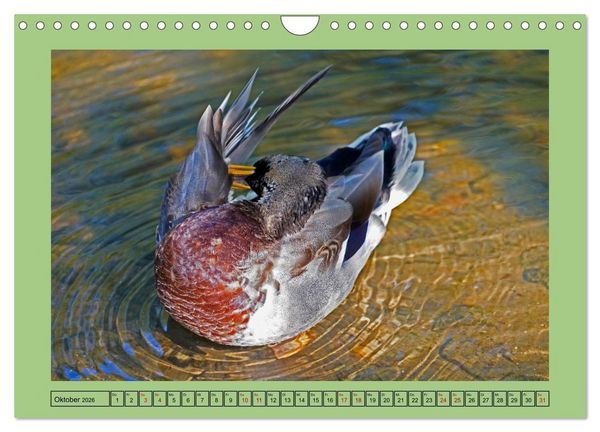 Produktbild: Faszination Stadtpark Odense (Wandkalender 2026 DIN A4 quer), CALVENDO Monatskalender