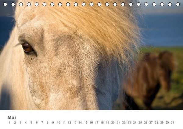 Produktbild: Islandpferde: Gef&auml;hrten der Wikinger (Tischkalender immerw&auml;hrend DIN A5 quer)