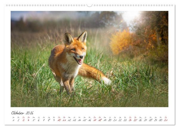 Produktbild: F&uuml;chse - zauberhafte Seelen (Wandkalender 2026 DIN A2 quer), CALVENDO Monatskalender