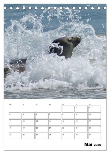 Produktbild: Liebenswerte Robben (Tischkalender 2026 DIN A5 hoch), CALVENDO Monatskalender