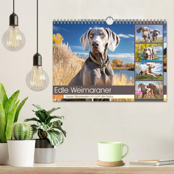 Produktbild: Edle Weimaraner. Loyale Silberseelen im Licht der Natur (Wandkalender 2026 DIN A4 quer), CALVENDO Monatskalender
