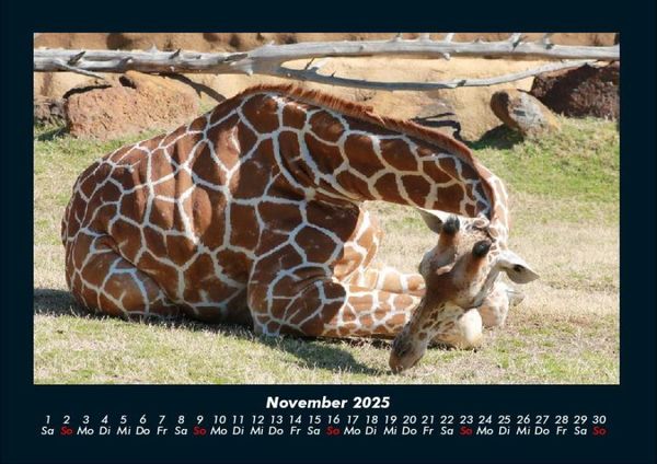Produktbild: Giraffen 2025 Fotokalender DIN A4