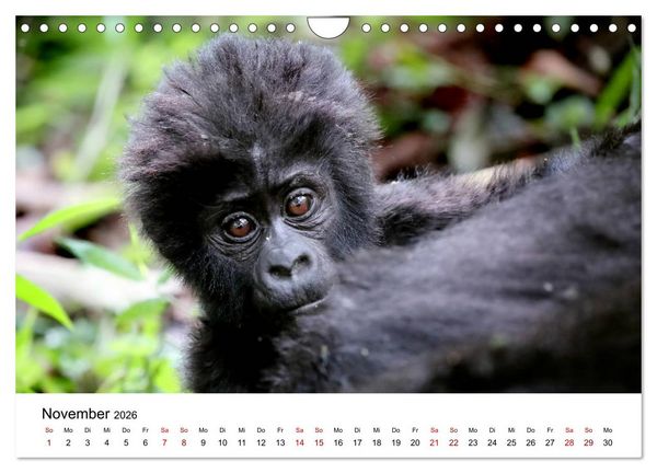 Produktbild: UGANDA - Berggorillas & Chimps (Wandkalender 2026 DIN A4 quer), CALVENDO Monatskalender