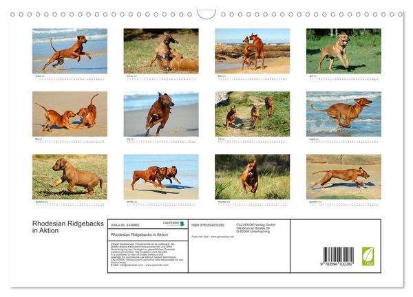 Produktbild: Rhodesian Ridgebacks in Aktion (Wandkalender 2027 DIN A3 quer), CALVENDO Monatskalender