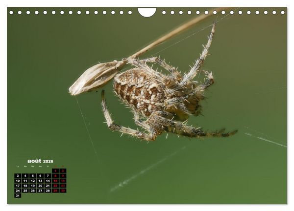Produktbild: Araign&eacute;es et insectes (Calendrier mural 2026 DIN A4 vertical), CALVENDO calendrier mensuel