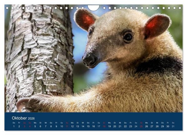 Produktbild: Brasilien tierisch gut 2026 (Wandkalender 2026 DIN A4 quer), CALVENDO Monatskalender