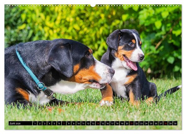 Produktbild: Ein Hund zum Verlieben - Gro&szlig;er Schweizer Sennenhund (Wandkalender 2026 DIN A2 quer), CALVENDO Monatskalender