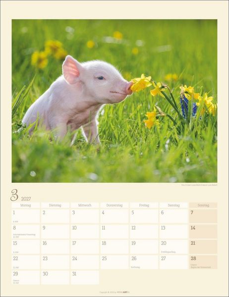 Produktbild: Schweinchen Kalender 2027