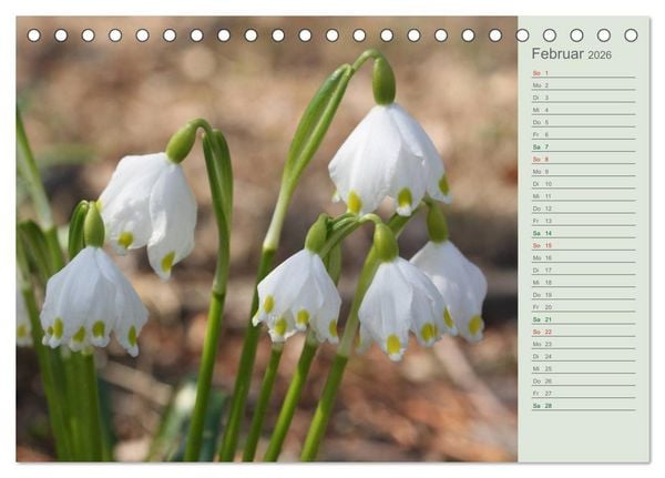 Produktbild: Liebenswerte Gl&ouml;ckchen (Tischkalender 2026 DIN A5 quer), CALVENDO Monatskalender