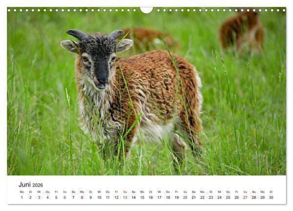 Produktbild: Sch&ouml;ne Schafe (Wandkalender 2026 DIN A3 quer), CALVENDO Monatskalender