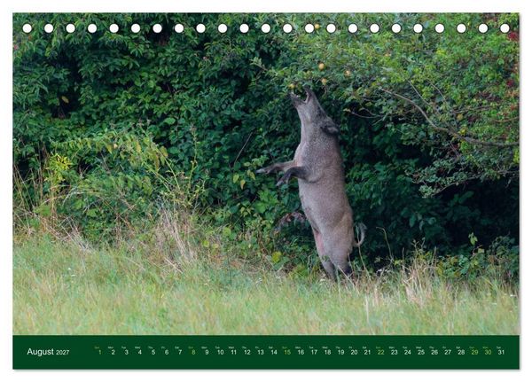 Produktbild: Wild Boars (Desk Calendar 2027 DIN A5 landscape), CALVENDO 12 Month DeskCalendar