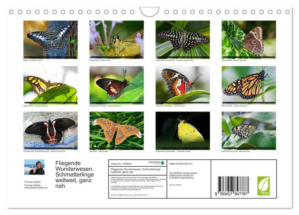 Produktbild: Fliegende Wunderwesen. Schmetterlinge weltweit, ganz nah (Wandkalender 2026 DIN A4 quer), CALVENDO Monatskalender