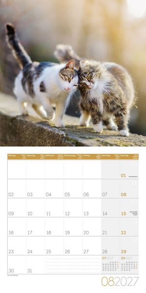 Produktbild: Katzen Kalender 2027 - 30x30 - Art12
