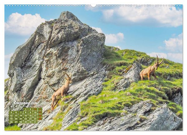 Produktbild: Gro&szlig;glockner, Alpen, Murmeltiere & mehr by VogtArt (hochwertiger Premium Wandkalender 2026 DIN A2 quer), Kunstdruck in Hochglanz
