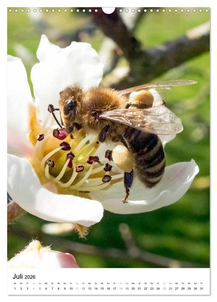 Produktbild: BIENEN - Kleine N&uuml;tzlinge ganz nah (Wandkalender 2026 DIN A3 hoch), CALVENDO Monatskalender