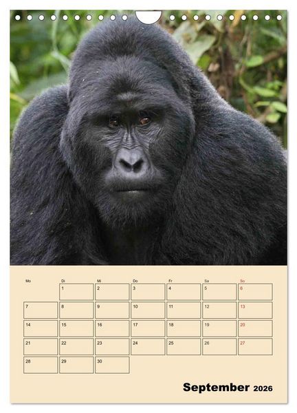 Produktbild: Gorillas (Wandkalender 2026 DIN A4 hoch), CALVENDO Monatskalender