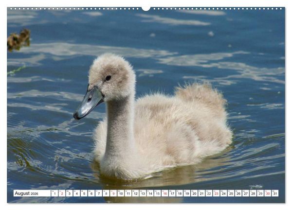 Produktbild: Elegante Schw&auml;ne (hochwertiger Premium Wandkalender 2026 DIN A2 quer), Kunstdruck in Hochglanz