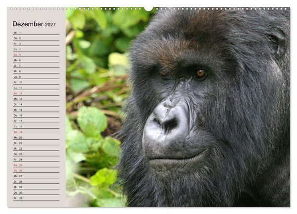 Produktbild: Berggorillas - die sanften Riesen (hochwertiger Premium Wandkalender 2027 DIN A2 quer), Kunstdruck in Hochglanz