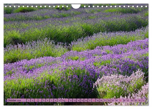 Produktbild: Farbzauber Lavendel (Wandkalender 2026 DIN A4 quer), CALVENDO Monatskalender