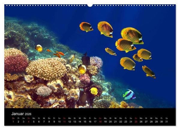 Produktbild: Riffleben - Einfach mal abtauchen (hochwertiger Premium Wandkalender 2026 DIN A2 quer), Kunstdruck in Hochglanz