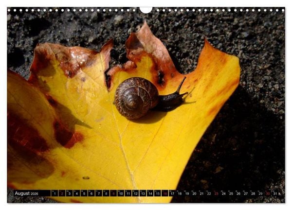 Produktbild: Schneckenleben (Wandkalender 2026 DIN A3 quer), CALVENDO Monatskalender