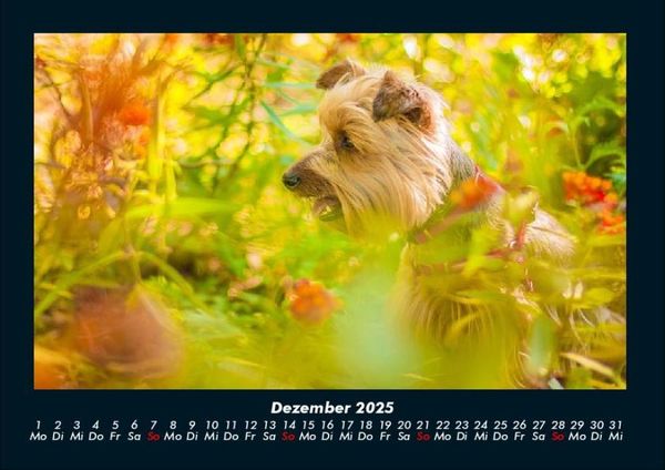 Produktbild: Blumenkalender 2025 Fotokalender DIN A4