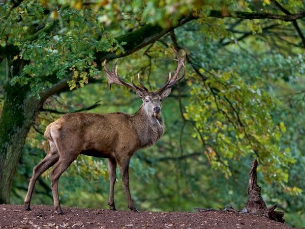 Produktbild: CALVENDO Puzzle K&ouml;nig des Waldes | 1000 Teile Lege-Gr&ouml;&szlig;e 64x48cm Foto-Puzzle f&uuml;r gl&uuml;ckliche Stunden
