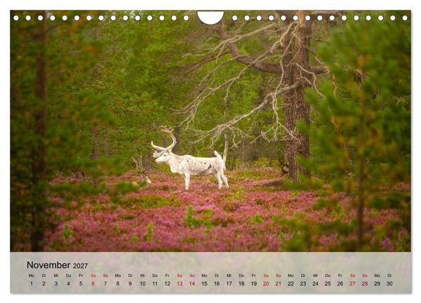 Produktbild: Magische Tiermomente (Wandkalender 2027 DIN A4 quer), CALVENDO Monatskalender