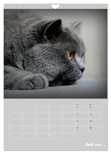Produktbild: Graue Engel - Britischkurzhaar-Katzen (Wandkalender 2026 DIN A4 hoch), CALVENDO Monatskalender