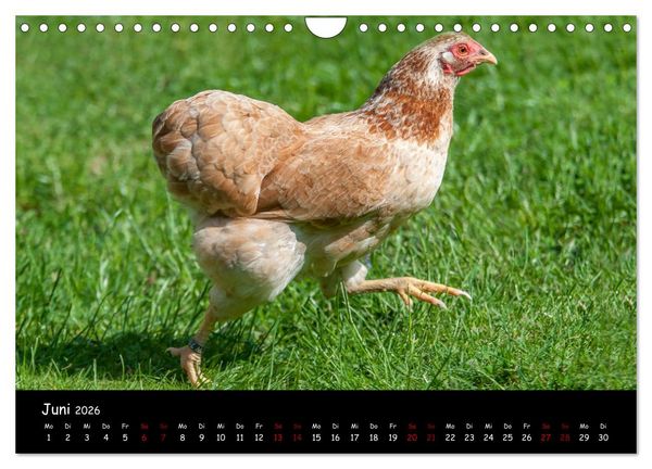 Produktbild: Neues von den Gartenh&uuml;hnern (Wandkalender 2026 DIN A4 quer), CALVENDO Monatskalender
