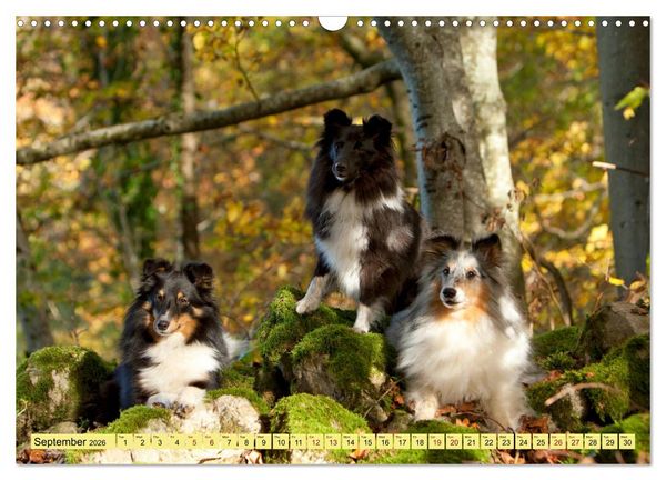 Produktbild: Shetland Sheepdogs - Sweet little charmers (Wall Calendar 2026 DIN A3 landscape), CALVENDO 12 Month Wall Calendar