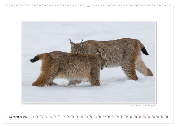 Produktbild: Emotionale Momente: Tierischer Sex. (Wandkalender 2026 DIN A2 quer), CALVENDO Monatskalender