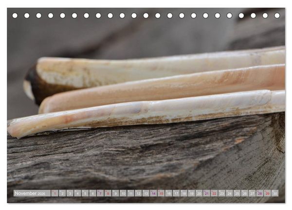 Produktbild: H&auml;user der Meere: Muscheln - Seeigel - Schnecken (Tischkalender 2026 DIN A5 quer), CALVENDO Monatskalender