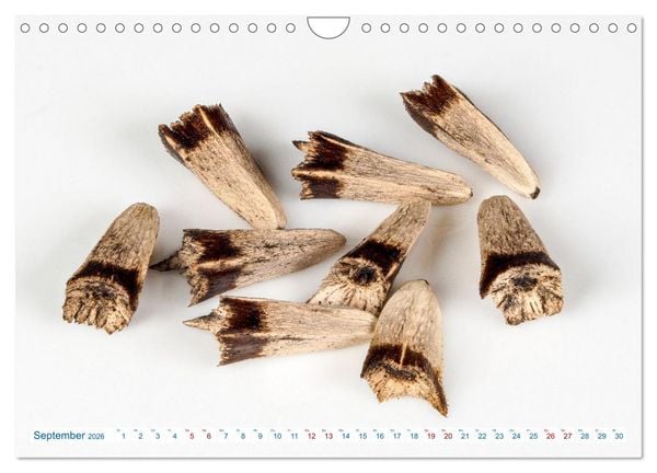 Produktbild: Wundersch&ouml;ne Kleinigkeiten (Wandkalender 2026 DIN A4 quer), CALVENDO Monatskalender