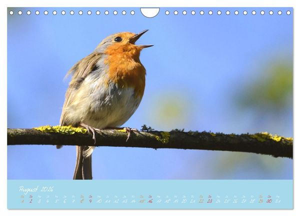 Produktbild: Das Rotkehlchen singt uns ein Lied (Wandkalender 2026 DIN A4 quer), CALVENDO Monatskalender