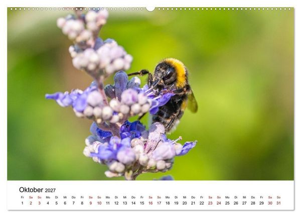 Produktbild: Bunter Nektarrausch - Nektarsammler in leuchtenden Farben (hochwertiger Premium Wandkalender 2027 DIN A2 quer), Kunstdruck in Hochglanz