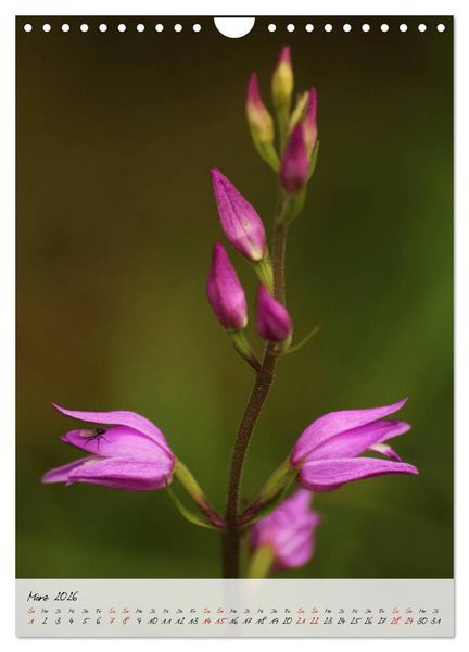 Produktbild: Florale Meisterwerke der Natur (Wandkalender 2026 DIN A4 hoch), CALVENDO Monatskalender