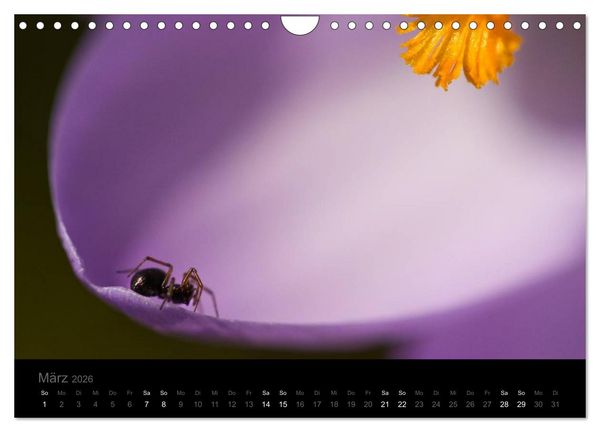 Produktbild: Natur im Detail (Wandkalender 2026 DIN A4 quer), CALVENDO Monatskalender