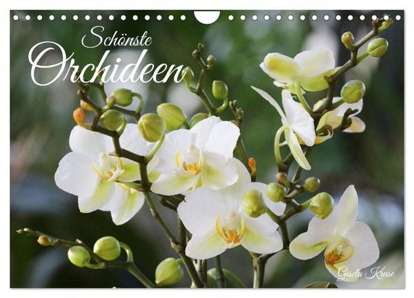 Schönste Orchideen (Wandkalender 2025 DIN A4 quer), CALVENDO Monatskalender