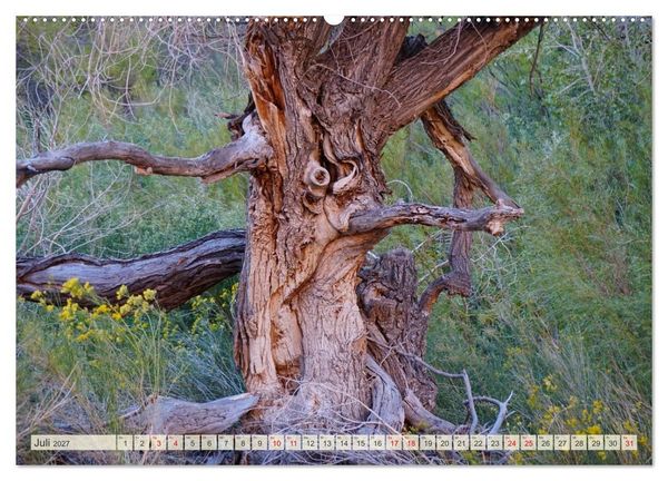 Produktbild: Geisterb&auml;ume (Wandkalender 2027 DIN A2 quer), CALVENDO Monatskalender