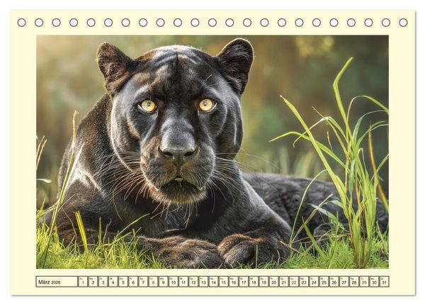 Produktbild: Schwarze Panther. Geheimnisvolle Schatten der Wildnis (Tischkalender 2026 DIN A5 quer), CALVENDO Monatskalender