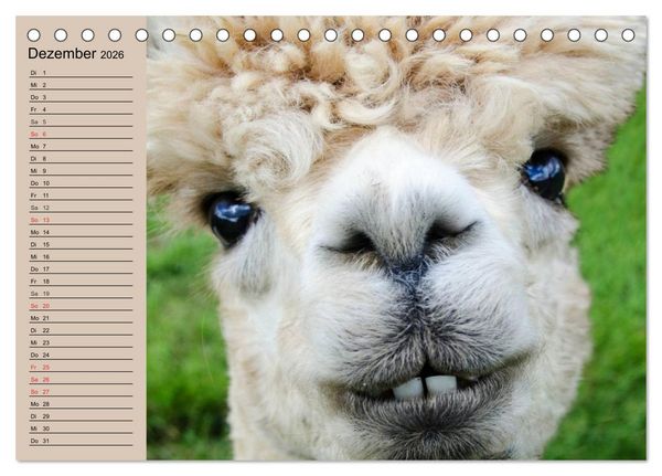 Produktbild: Alpakas und Lamas (Tischkalender 2026 DIN A5 quer), CALVENDO Monatskalender
