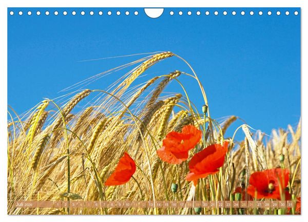 Produktbild: Whisky: Reine Geschmacksache (Wandkalender 2026 DIN A4 quer), CALVENDO Monatskalender