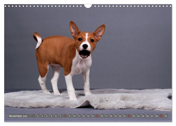 Produktbild: Eine Reise in die Welt der Basenjis (Wandkalender 2026 DIN A3 quer), CALVENDO Monatskalender