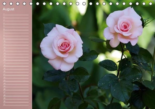 Produktbild: Zarte Sch&ouml;nheiten - Rosen (Tischkalender immerw&auml;hrend DIN A5 quer)