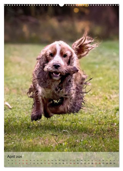Produktbild: Witzige Hunde (hochwertiger Premium Wandkalender 2026 DIN A2 hoch), Kunstdruck in Hochglanz